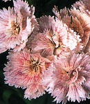 なでしこ｜切り花畑 なでしこ / 八重咲きダイナスティ Dianthus